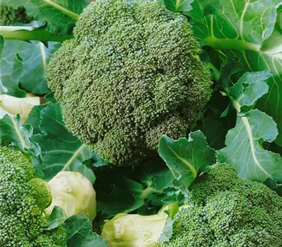 Broccoli