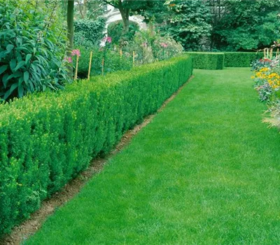 Spalier-Eibe 'Straight Hedge'