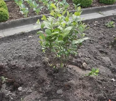 Apfelbeere - Einpflanzen im Garten