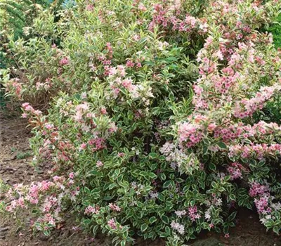 Buntblättrige Weigelie 'Nana Variegata'