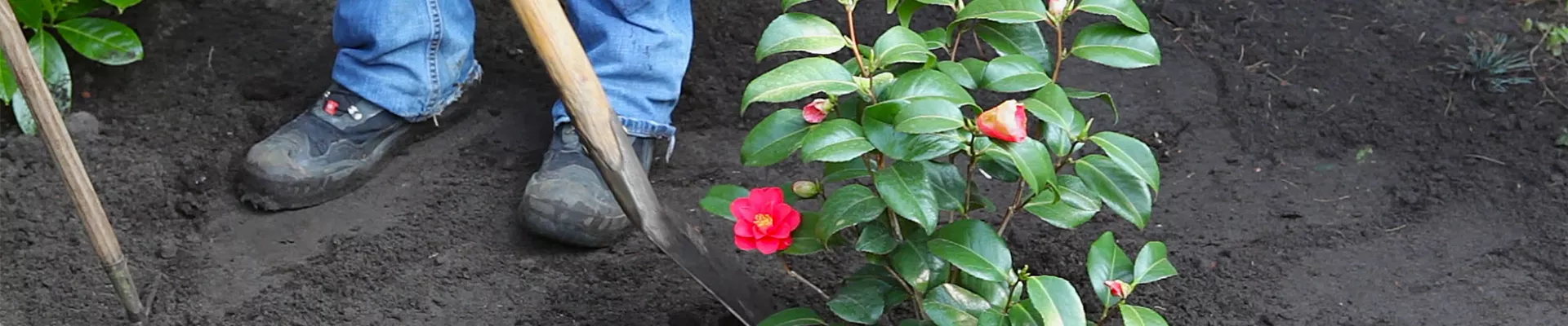 Kamelie - Einpflanzen im Garten (thumbnail).jpg