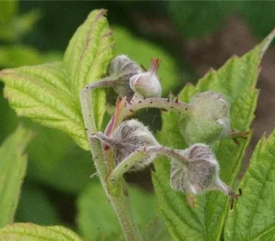 Blütenstecher an Himbeeren