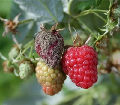 Grauschimmelfäule an Himbeeren