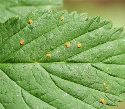 Rost an Himbeeren