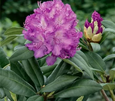 Rhododendron-Hybride 'Alfred'