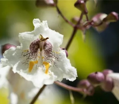 Exoten sorgen für besondere Hingucker im Garten