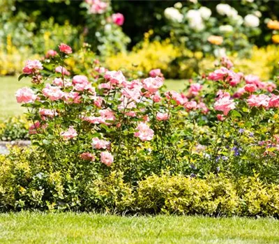 Bezaubernde Gartengestaltung mit Beetrosen entdecken