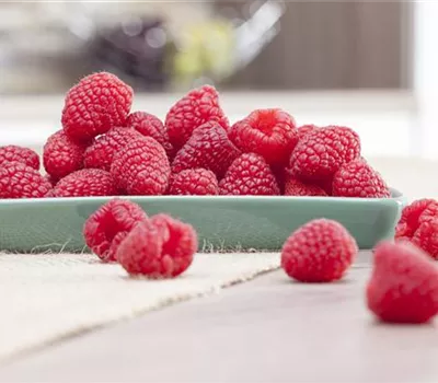 Himbeeren pflanzen und leckere Snacks genießen