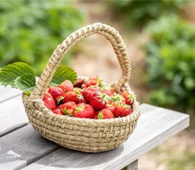 Leckere Erdbeeren für Garten, Balkon und Terrasse 