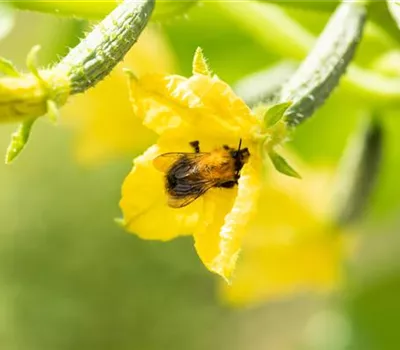 Bienenfreundliche Pflanzen für Garten und Co.
