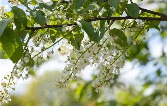 Einen stattlichen Kirschbaum im Garten anpflanzen und pflegen