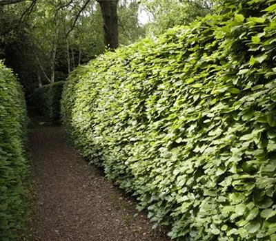 Gut geschützt – Hecken pflanzen und den Garten ungestört genießen