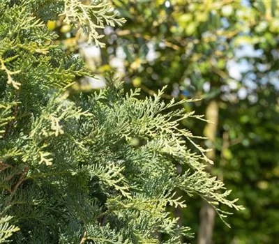 Immergrüne Nadelgehölze im Garten sind vielseitig einsetzbar