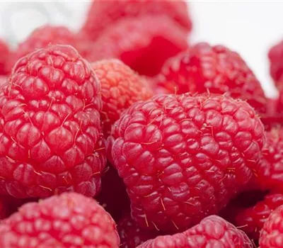 Tipps zum Pflanzen und Pflegen von Himbeeren