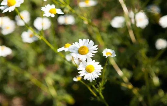 8 Pflanzen für die Gesundheit, die jeder kennen sollte