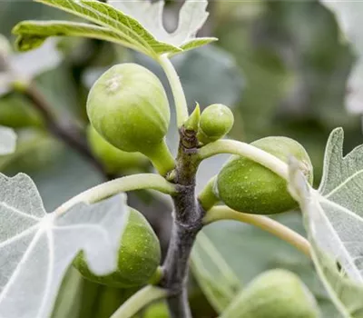 Fruchtfeigen früh ausräumen