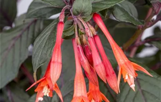 Fuchsie 'Koralle'