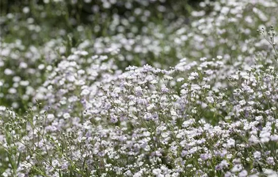 Garten-Schleierkraut