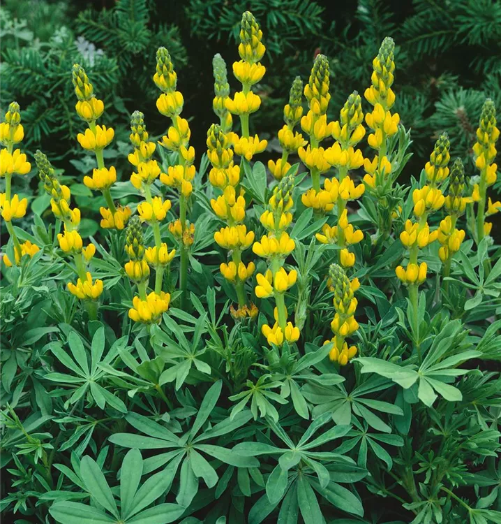 Gelbe Lupine