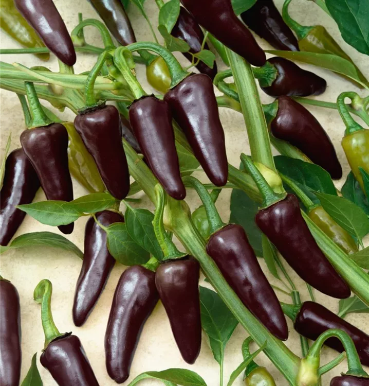 Paprika 'Salsa Purple'