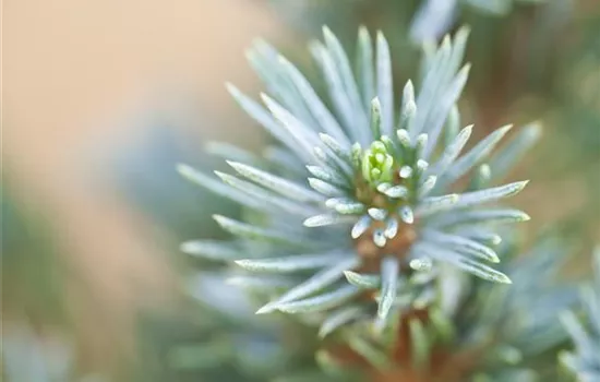 Zwerg-Zuckerhut-Fichte 'Sander´s Blue'