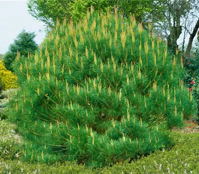 Japanische Rotkiefer 'Umbraculifera'