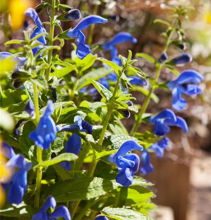 Mexikanischer Salbei