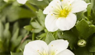 Zum Vergrößern klicken Bildvorschau