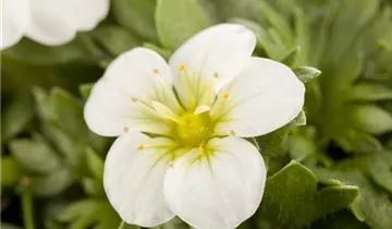 Zum Vergrößern klicken Bildvorschau