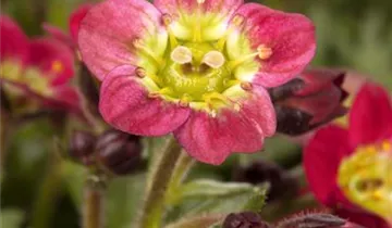 Zum Vergrößern klicken Bildvorschau