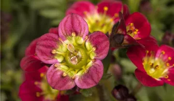 Zum Vergrößern klicken Bildvorschau