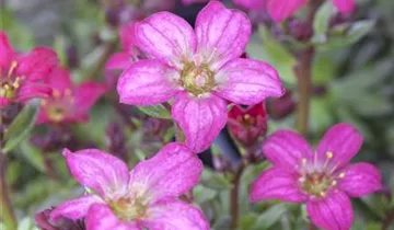 Zum Vergrößern klicken Bildvorschau