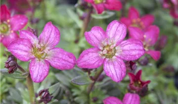 Zum Vergrößern klicken Bildvorschau