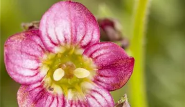 Zum Vergrößern klicken Bildvorschau