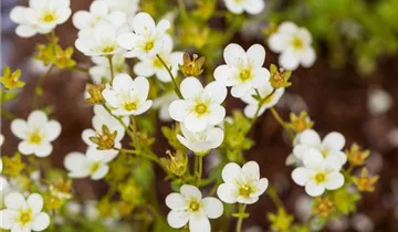 Zum Vergrößern klicken Bildvorschau