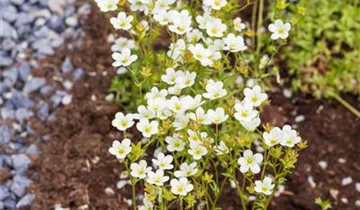 Zum Vergrößern klicken Bildvorschau