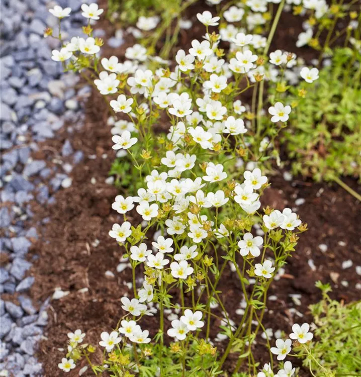 Garten-Moos-Steinbrech Garten-Moos-Steinbrech