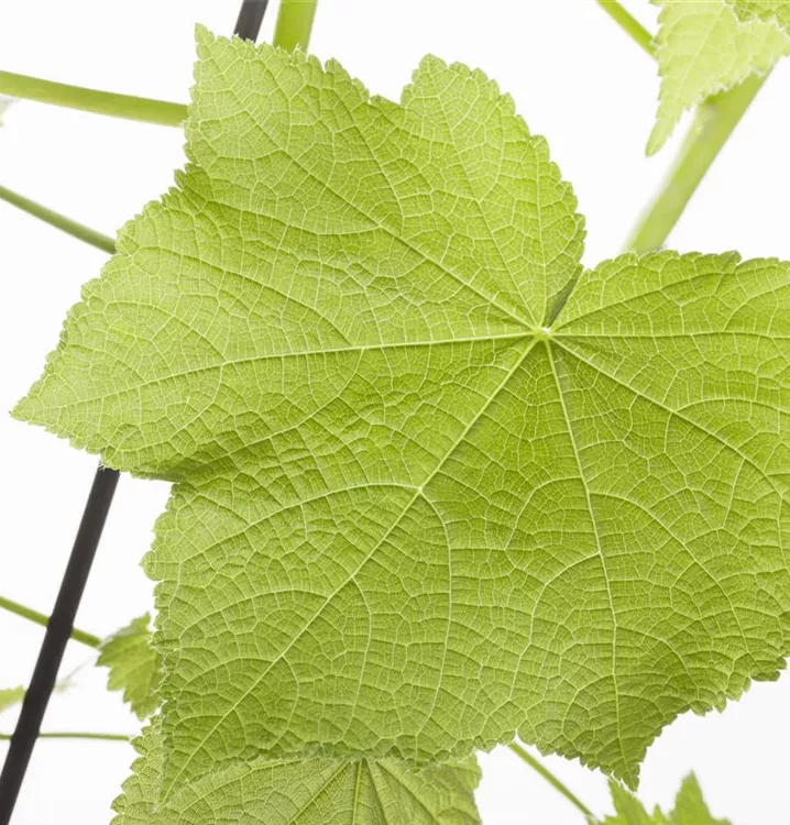 Kapländische Zimmerlinde