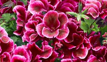 Zum Vergrößern klicken Bildvorschau