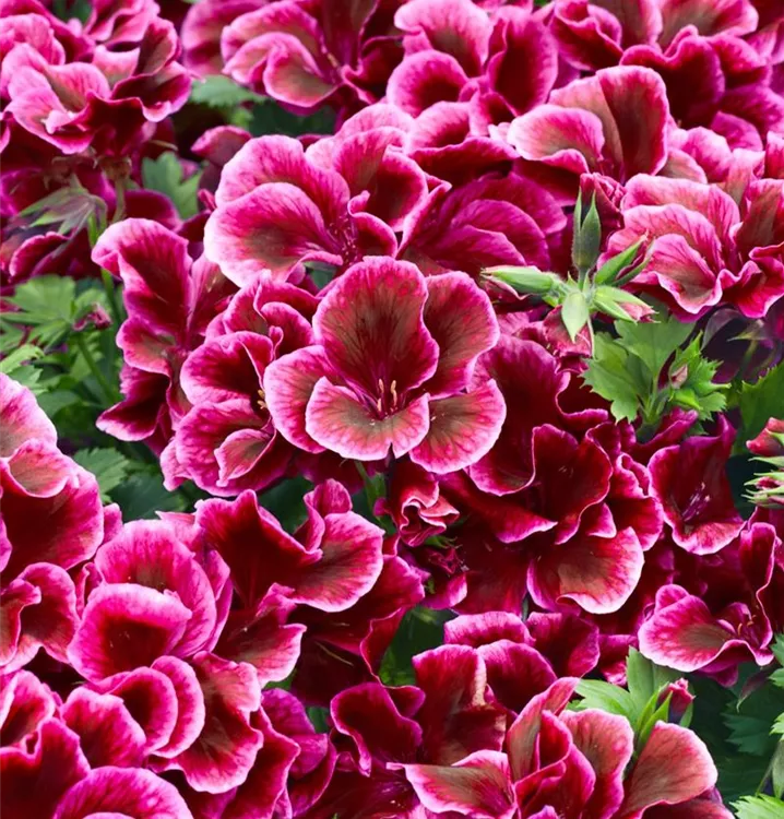 Englische Geranie Englische Geranie