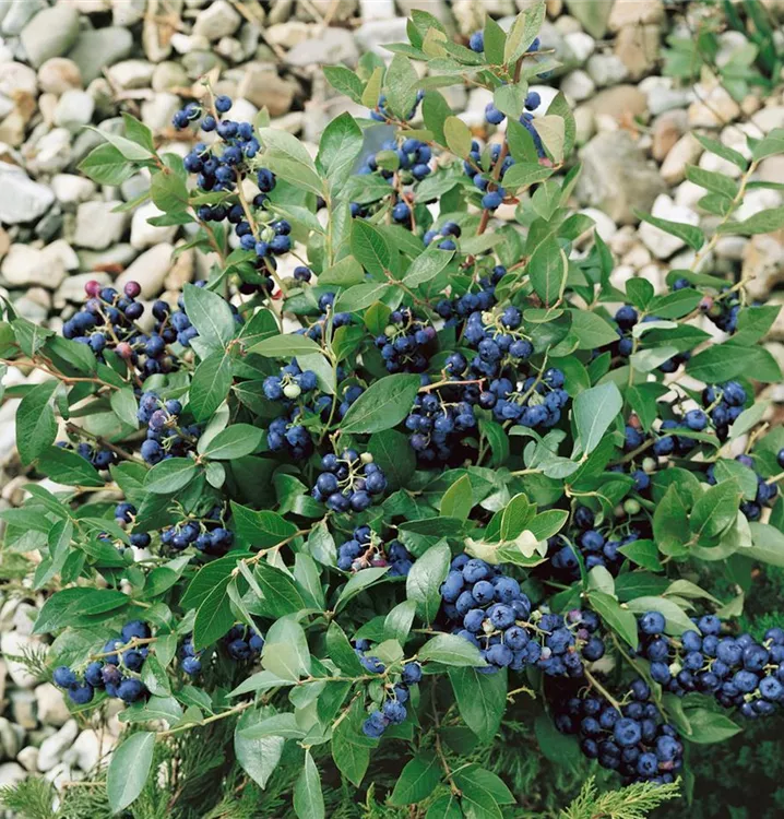 Blaubeere Blaubeere