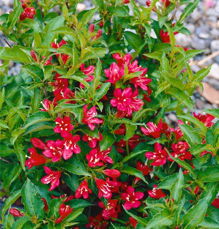 Weigelie 'Nain Rouge'®