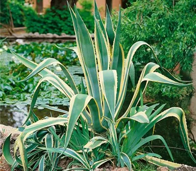 Amerikanische Agave 'Variegata'