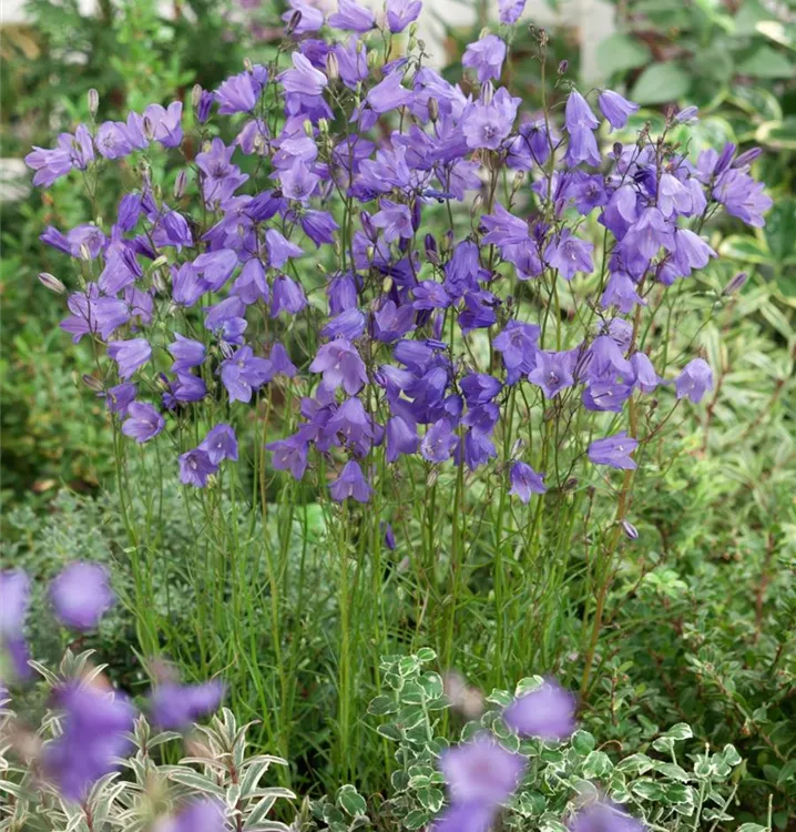 Rundblättrige Glockenblume