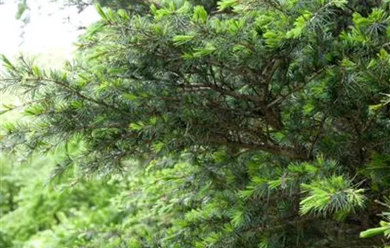 Atlaszeder Atlaszeder