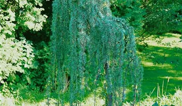 Zum Vergrößern klicken Bildvorschau