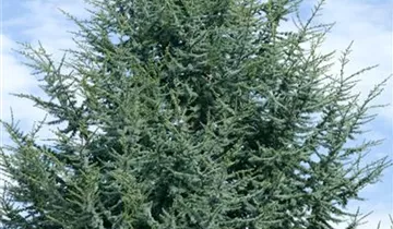 Zum Vergrößern klicken Bildvorschau