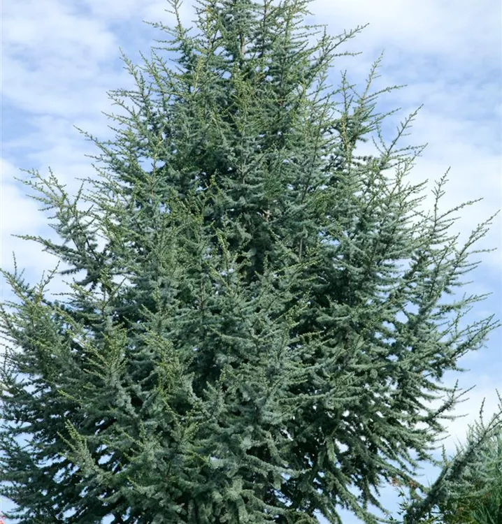 Blaue Atlaszeder 'Glauca' Blaue Atlaszeder 'Glauca'