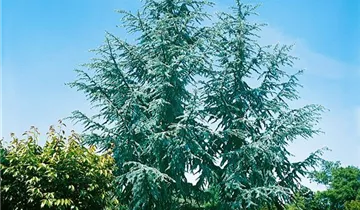 Zum Vergrößern klicken Bildvorschau