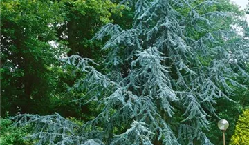 Zum Vergrößern klicken Bildvorschau